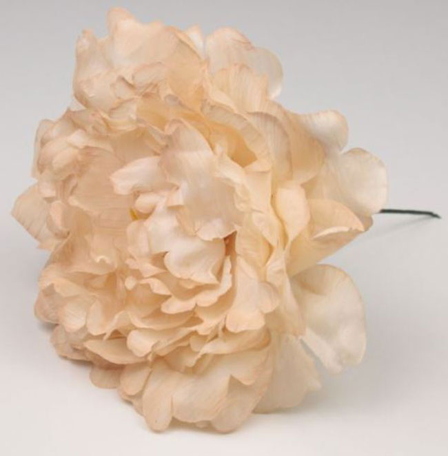 Pivoine Feria. Fleurs de Flamenco. Crème. 11cm