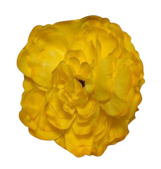 ラナンキュラス フラワーマラガ。イエロー AM16.